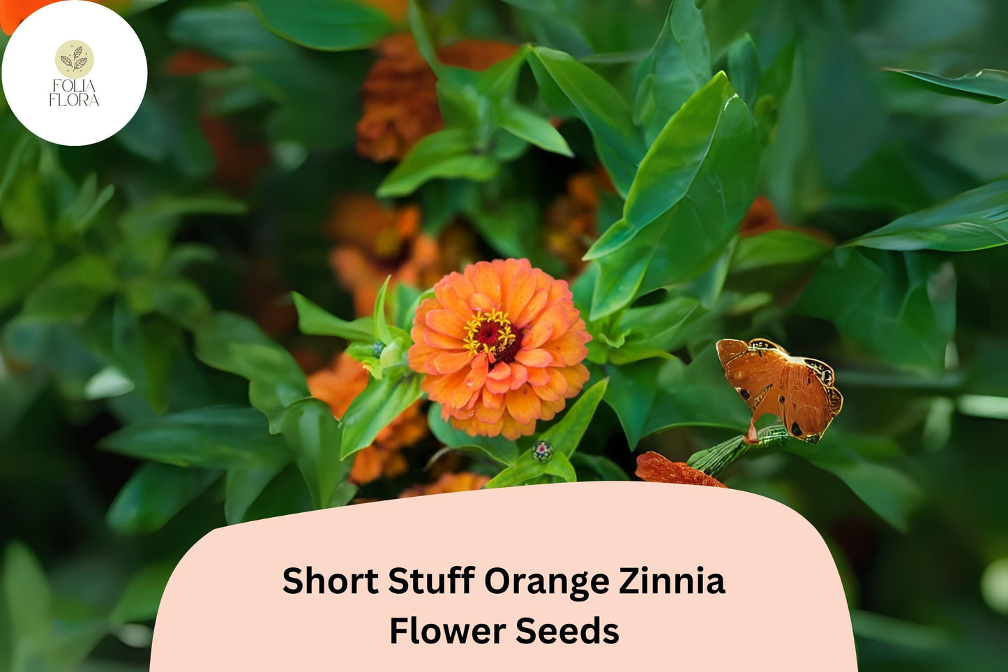 Short Stuff Orange Zinnia Seeds – 100+ Dwarf Bright Orange Annual Garden Flowers