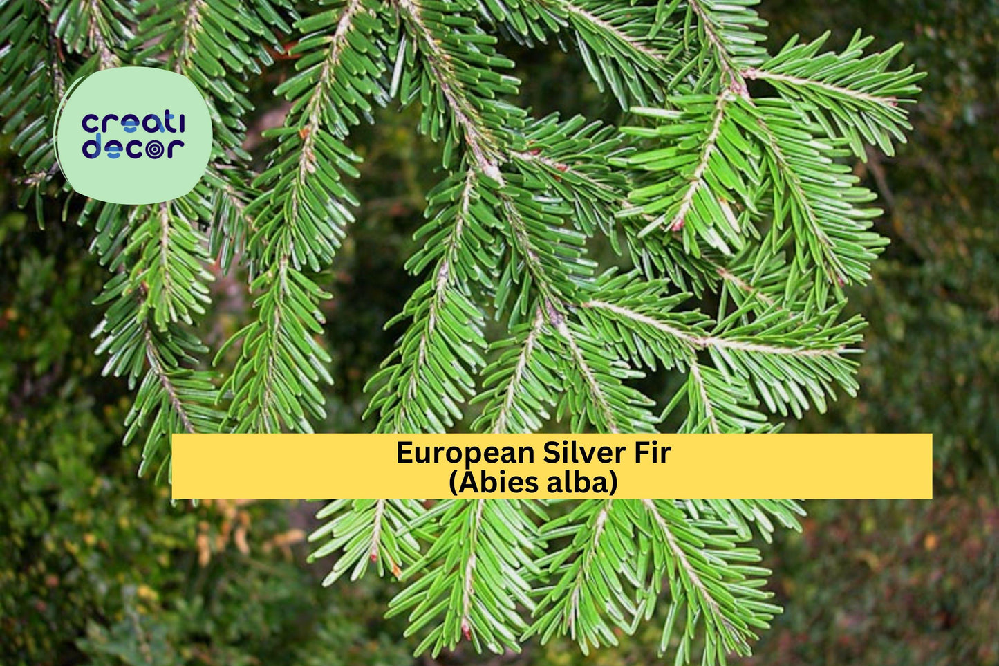 European Silver Fir Seeds (Abies alba) – 10 Hardy Tree Seeds | Evergreen Conifer | Cold Climate | Ornamental Christmas Tree