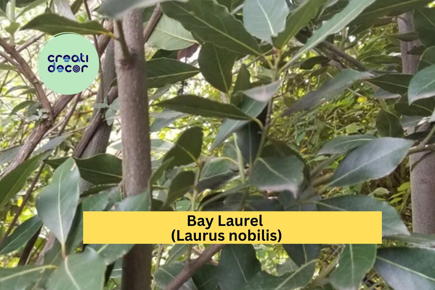 Bay Laurel Tree Cuttings | 5 Live Stem Cuttings for Propagation | Culinary Herb Plant for Indoor Pots or Outdoor Garden Growing