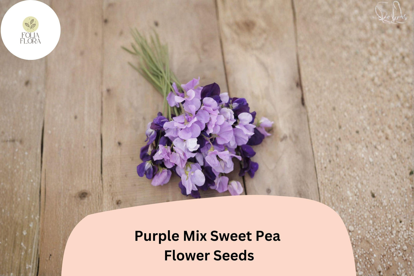 50+ Purple Mix Sweet Pea Seeds | Assorted Purple Shades Climbing Flowers for Garden Trellis