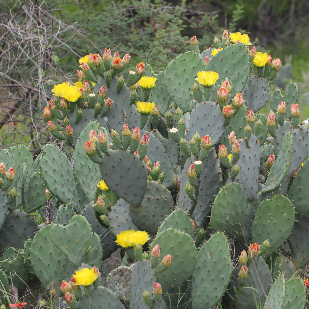 Prickly Pear Cactus Cutting (Opuntia) β Live Unrooted Pad with Orange, Pink & Yellow Blooms β Easy Grow Outdoor Succulent