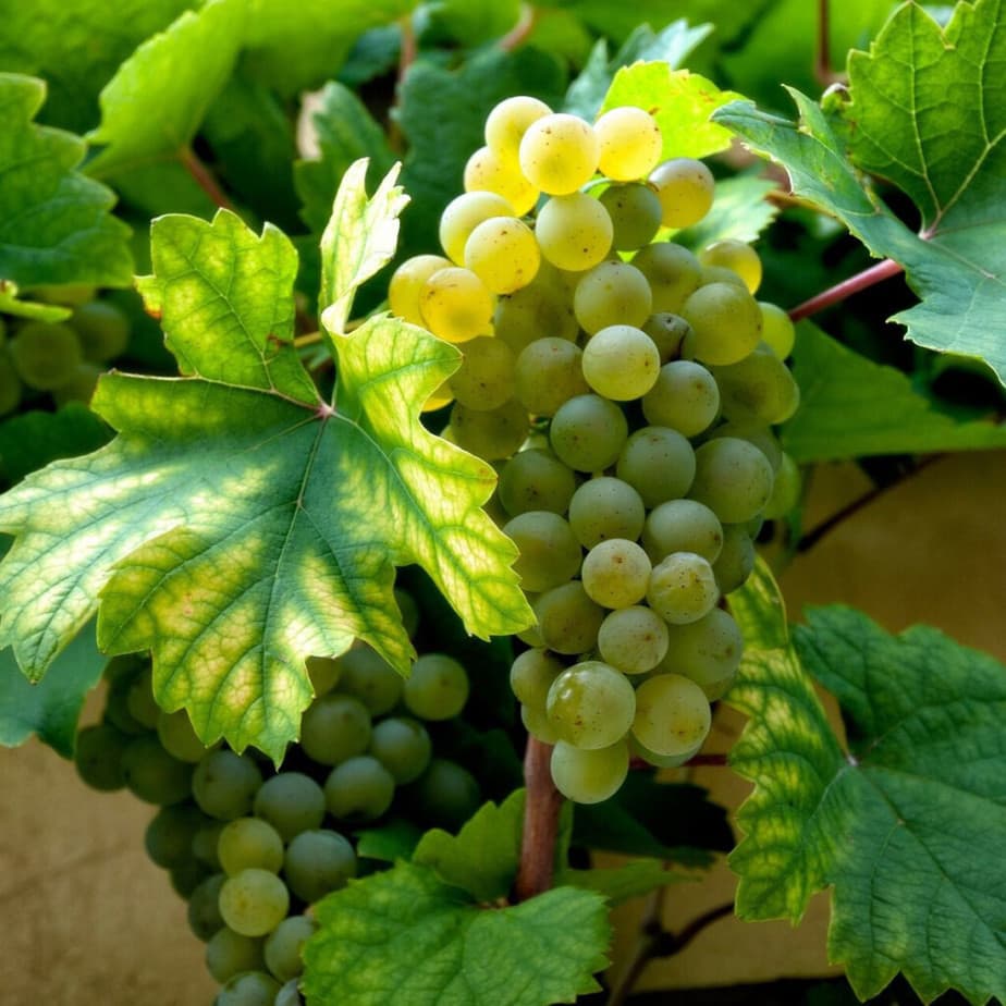 5 Cold Hardy Grape Cuttings β Unrooted Perennial Clones for Zone 3, Big Sweet Fruit, Easy to Grow, Hardy Vines for Cold Climates