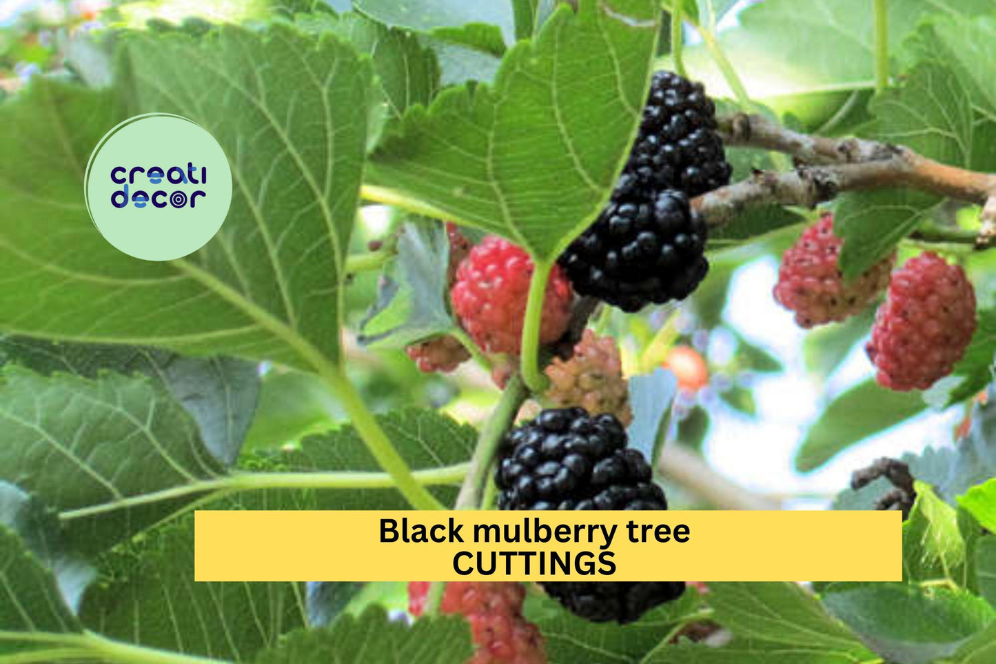10 Black Mulberry Tree Cuttings | Morus nigra | Unrooted Hardwood for Grafting or Rooting | Sweet Fruit Tree | Cold Hardy Zones 6–10