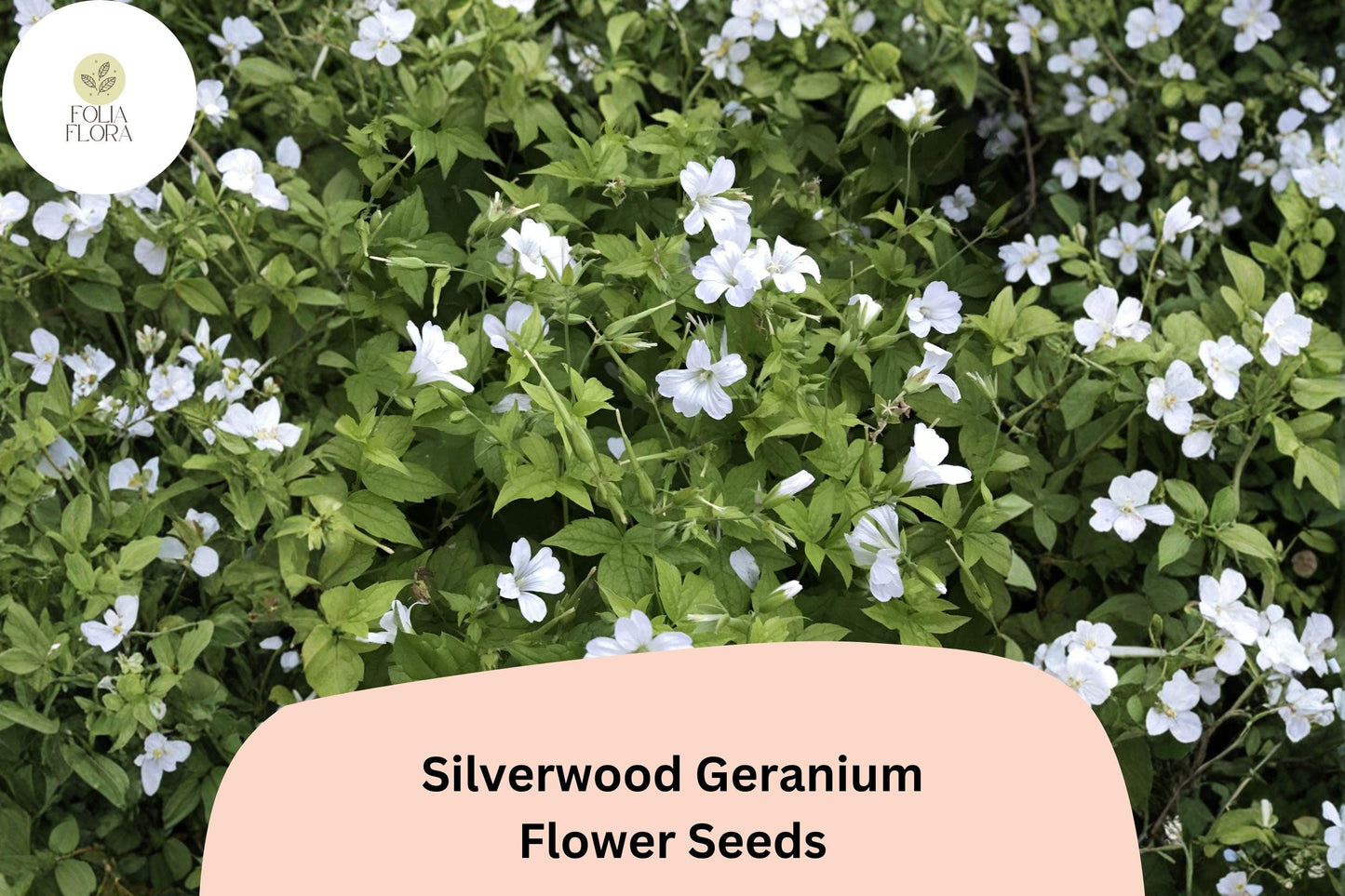 25+ Silverwood Geranium Seeds | White Cranesbill | Hardy Perennial Geranium sanguineum Silverwood Seeds for Garden Borders
