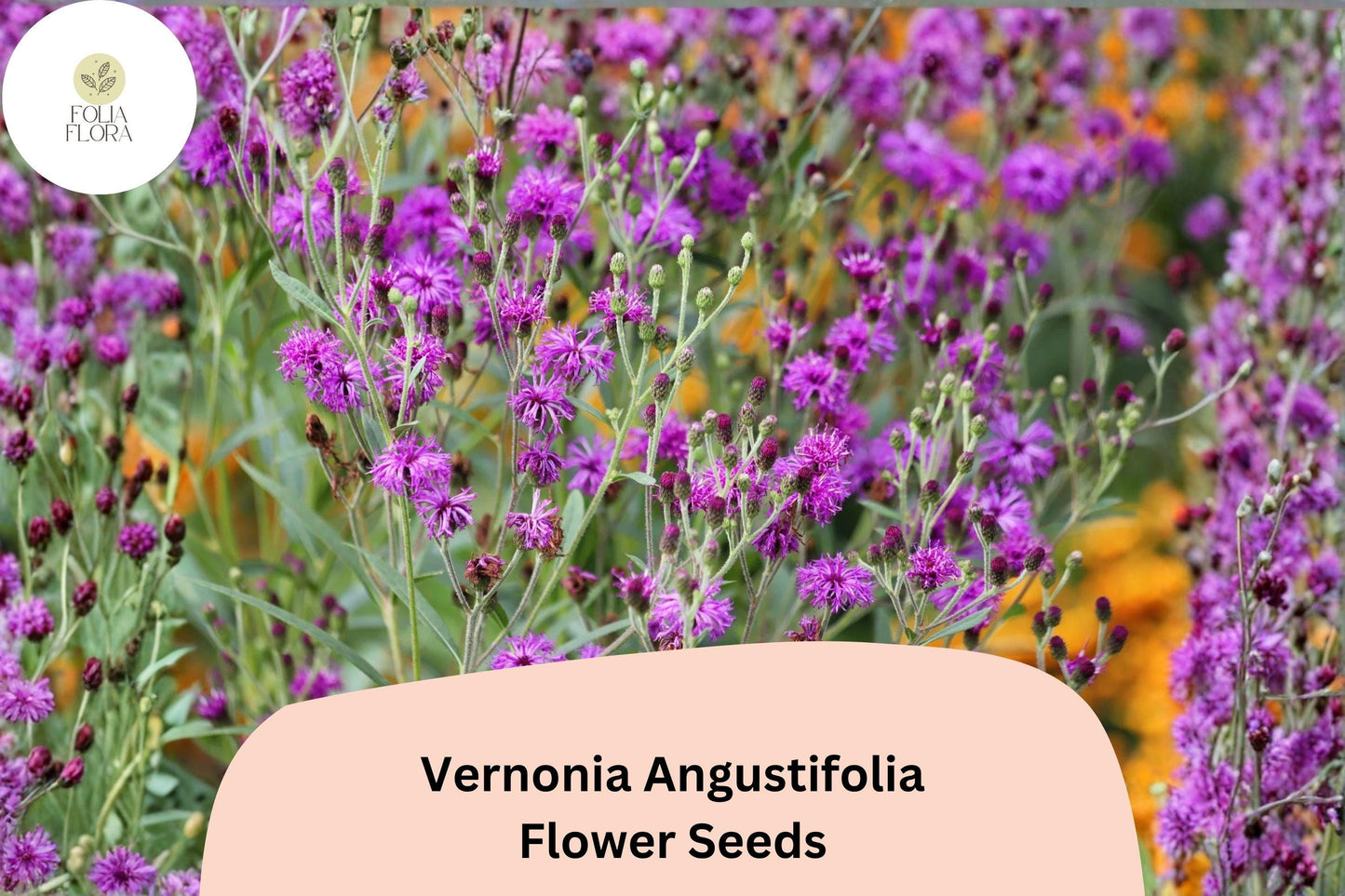 100 Vernonia angustifolia Seeds | Narrowleaf Ironweed | Purple Native Wildflower for Pollinator & Butterfly Garden