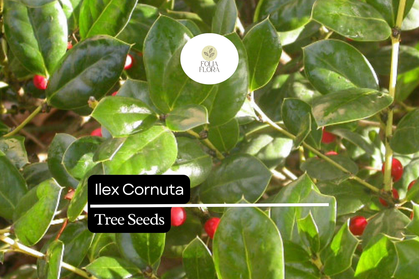 500mg Ilex Cornuta, Chinese Holly Seeds, Evergreen Shrub with Glossy Leaves