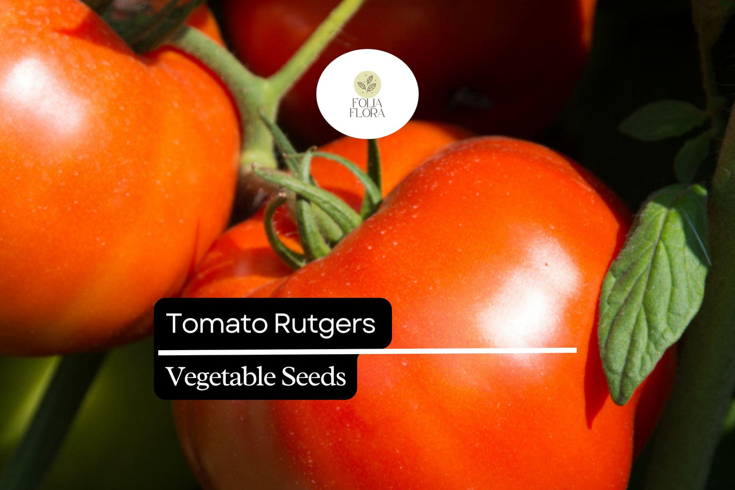 100mg Tomato Rutgers Seeds Solanum lycopersicum | Heirloom Variety, Non-GMO, Ideal for Canning & Fresh Use