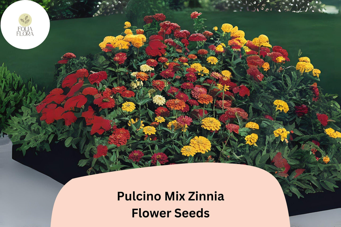 Pulcino Mix Zinnia Seeds: Dwarf Zinnia elegans for Pollinator Gardens