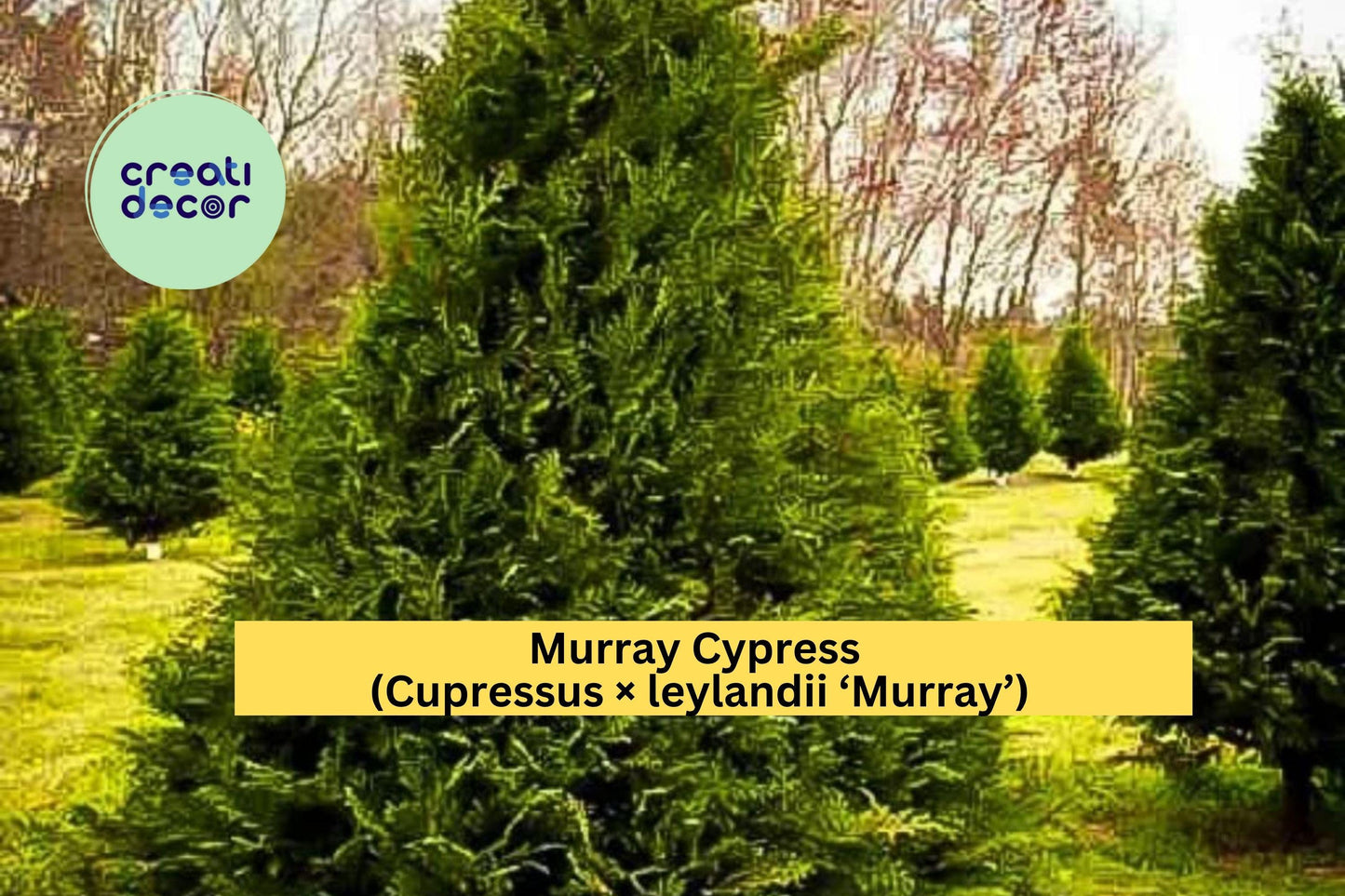 Murray Cypress Trees | Set of 3 Live Bare Root Evergreen Privacy Shrubs | Fast Growing