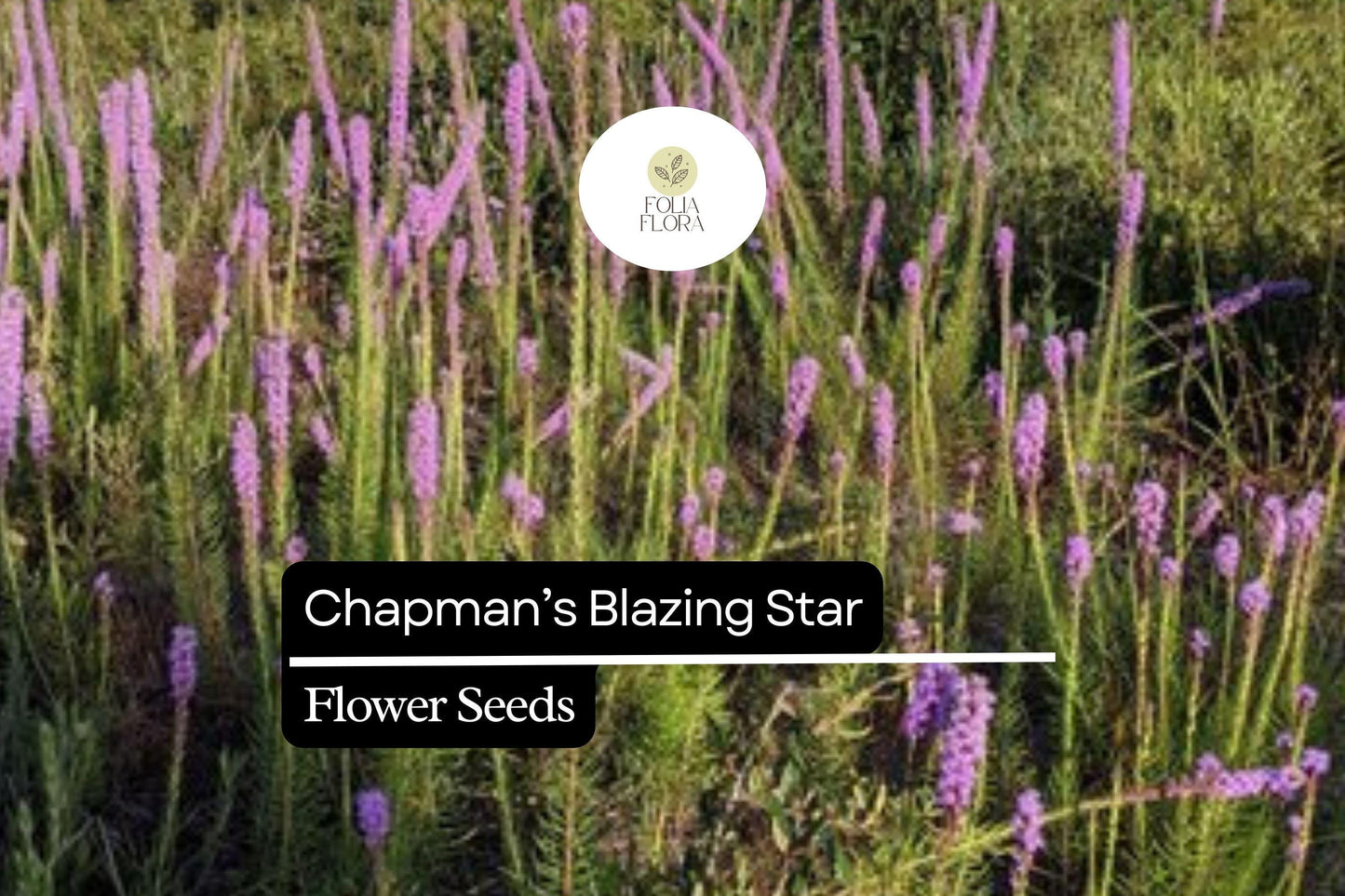 Chapman's Blazing Star | 25 Seeds | Liatris chapmanii | Native Wildflower for Pollinators & Drought-Tolerant Gardens