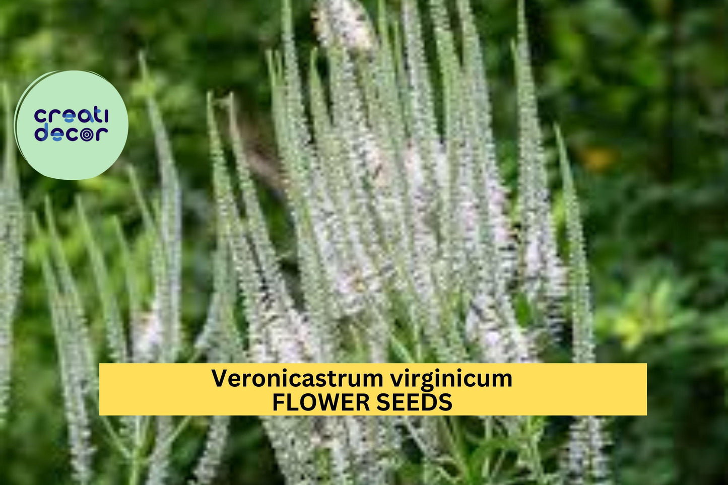 2500 Seeds Culver's Root Seeds (Veronicastrum virginicum)–Tall Native Pollinator Plant for Garden or Prairie Planting Seeds for Planting