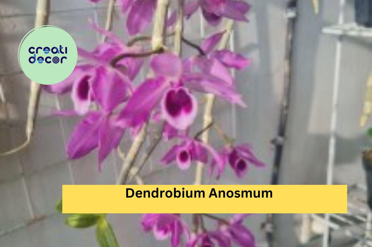 Dendrobium anosmum Orchid | Live Plant Division | Tropical Purple Hono-Hono Orchid for Indoor or Outdoor Growing