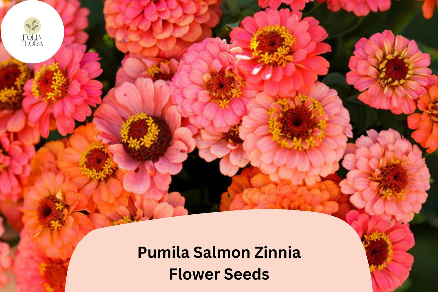 100+ Pumila Salmon Zinnia Seeds – Soft Salmon-Pink Blooms for Garden Beds, Borders & Cut Flowers