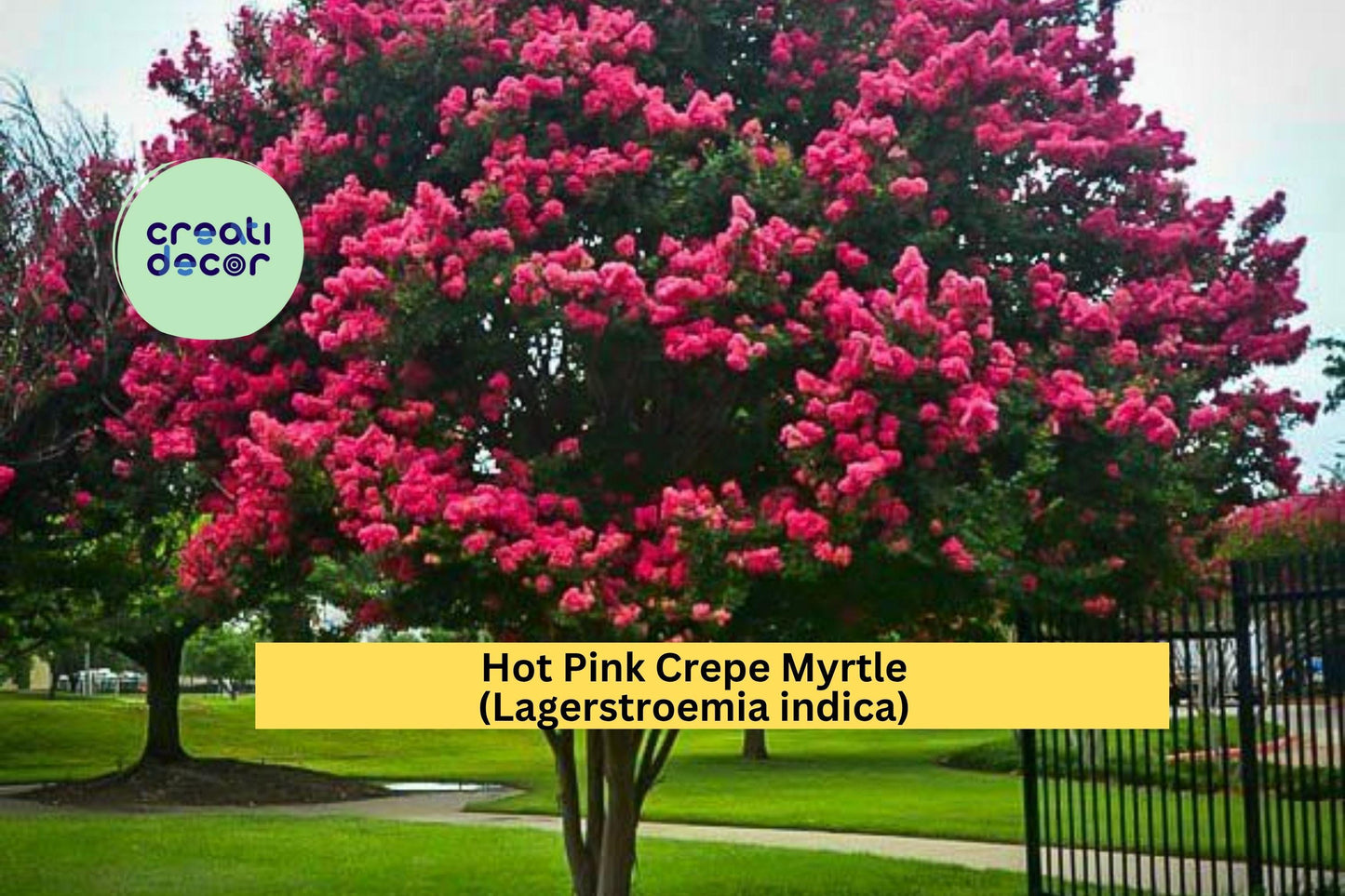 Hot Pink Crepe Myrtle | Lagerstroemia indica | 2 Live Rooted Plants | Flowering Ornamental Shrub
