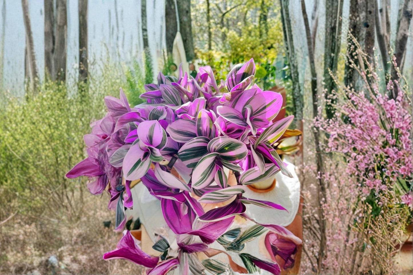 Tradescantia Nanouk 3 Cuttings 3-4" Unrooted Pink Variegated Houseplant