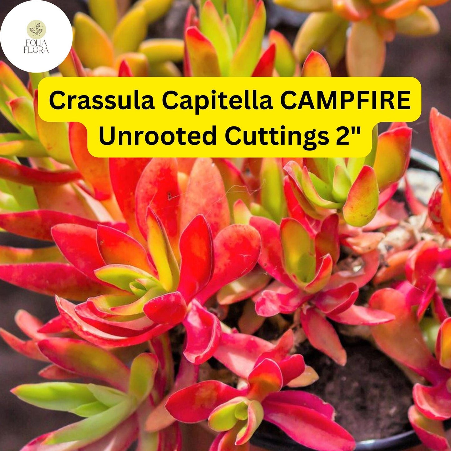 Crassula Capitella ‘Campfire’ | 3 Unrooted 2” Cuttings | Red-Tinged Succulent, Fast-Growing, Easy-Care, Unique Trailing Plant