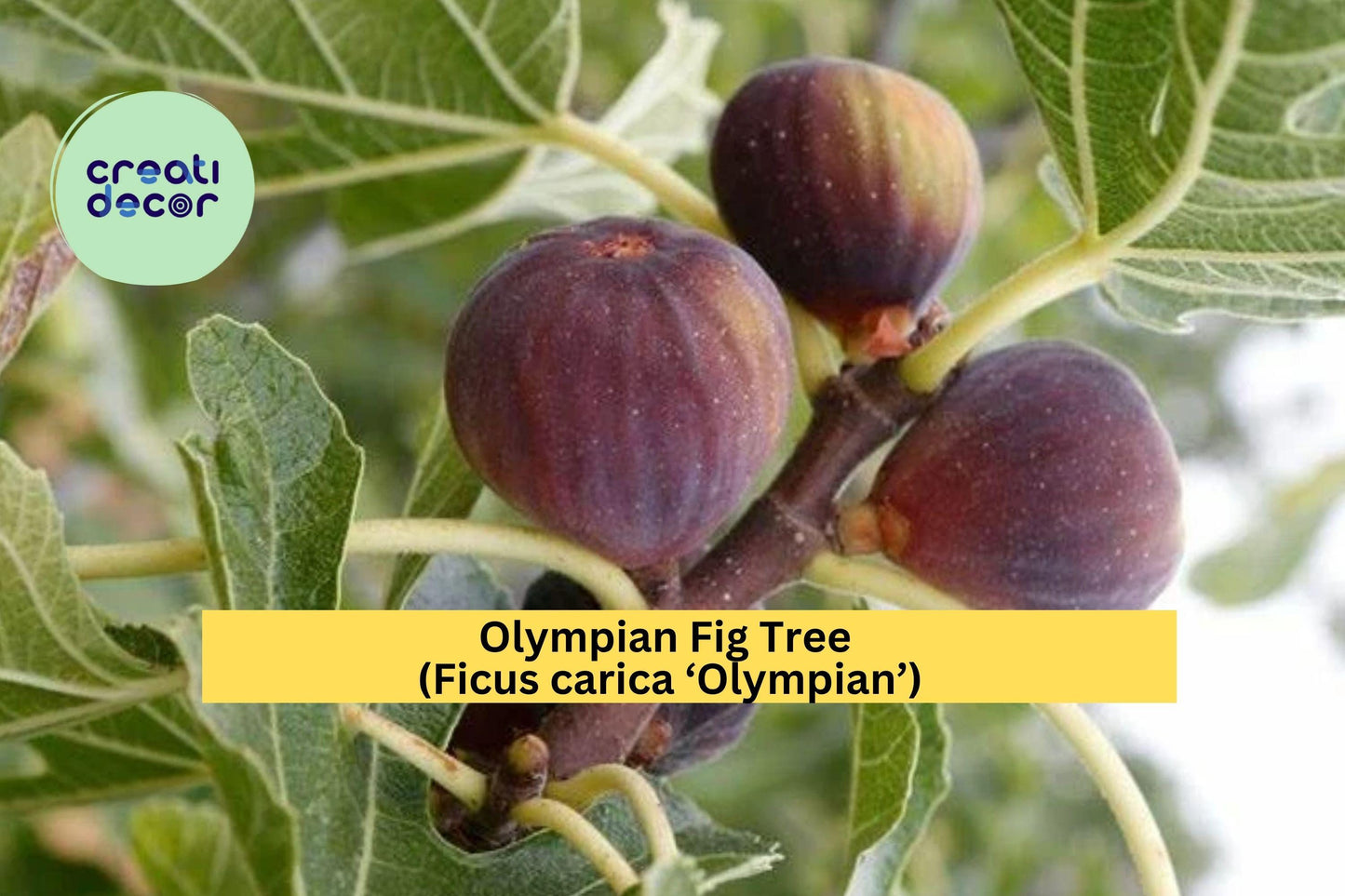 Olympian Fig Tree – Ficus carica ‘Olympian’ – Hardy Fruiting Fig Tree – Live Plant or Bare Root for Garden or Patio