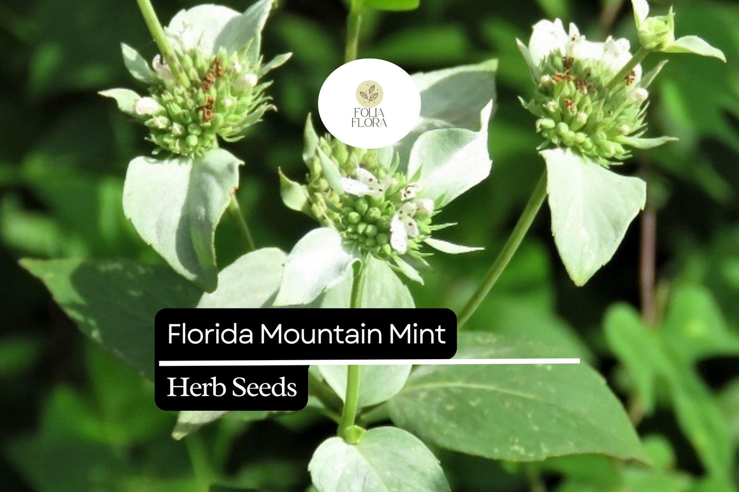 25 Seeds Florida Mountain Mint Seeds (Pycnanthemum floridanum) | Fragrant Perennial Herb for Pollinators, Tea