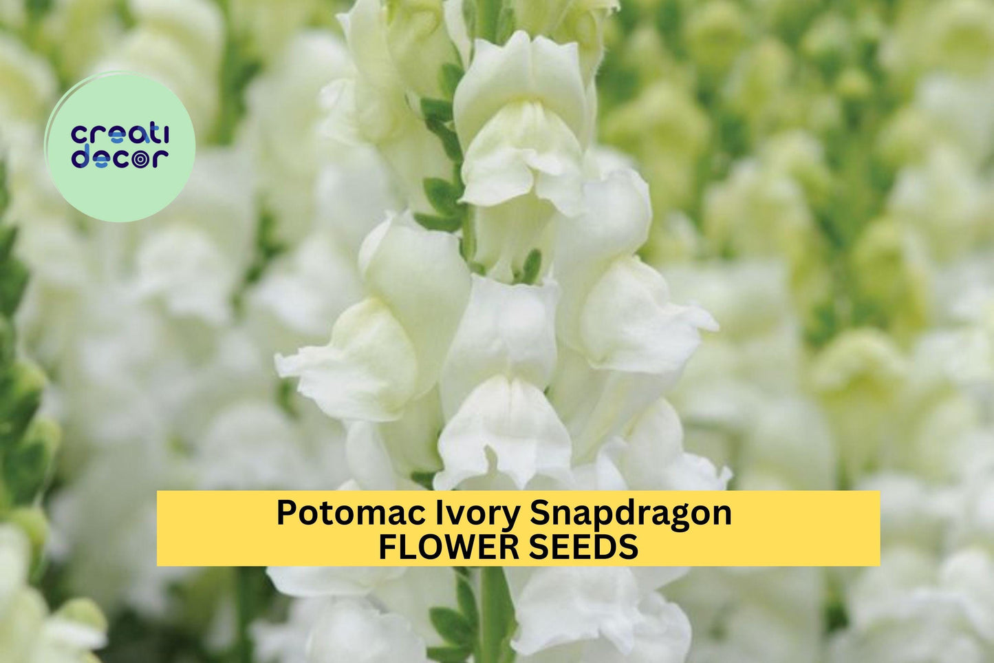 1000+ Potomac Ivory Snapdragon Seeds – Elegant Creamy White Blooms for Garden Planting, Tall Spikes for Borders & Bouquets – USA