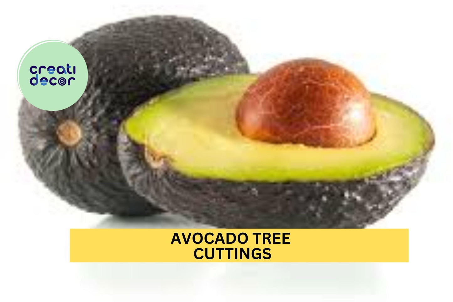 Avocado Tree Cuttings – Set of 3 for Grafting or Rooting | Fresh Persea americana Wood for Propagation or Avocado Orchard Starts
