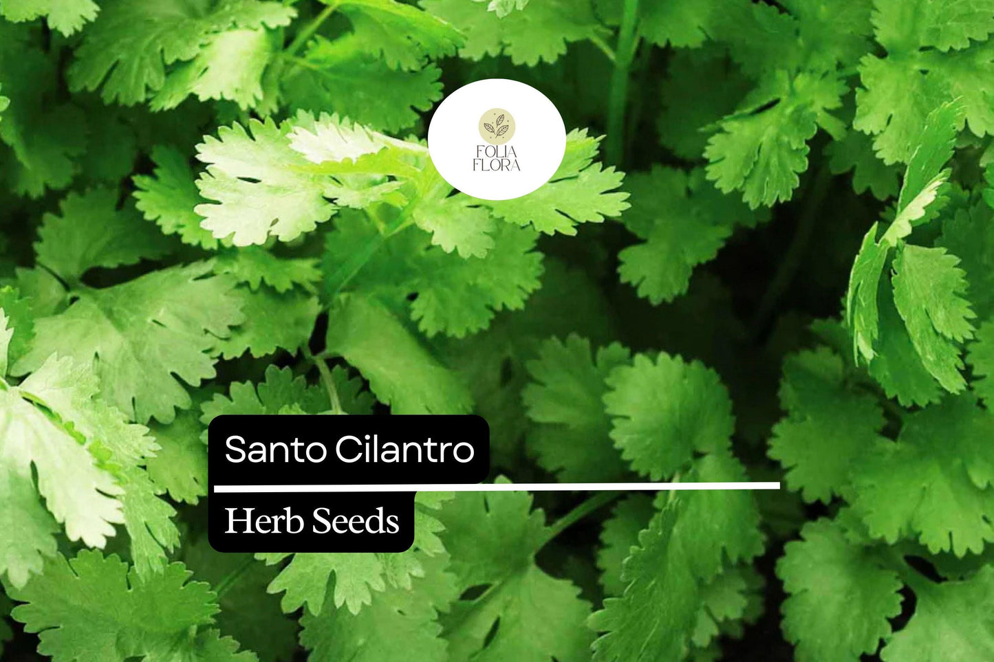 100 Seeds Santo Cilantro - Coriandrum sativum | Aromatic Herb for Culinary Use