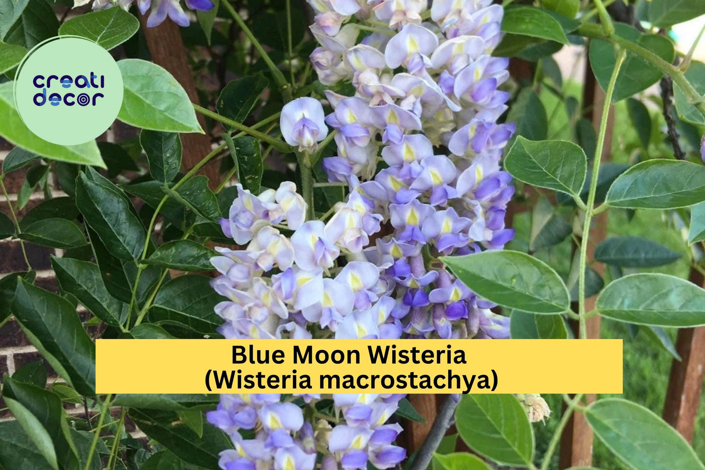 Blue Moon Wisteria – Wisteria macrostachya – Live 6–14” Starter Plant, Hardy Fragrant Perennial Vine for Trellis or Garden