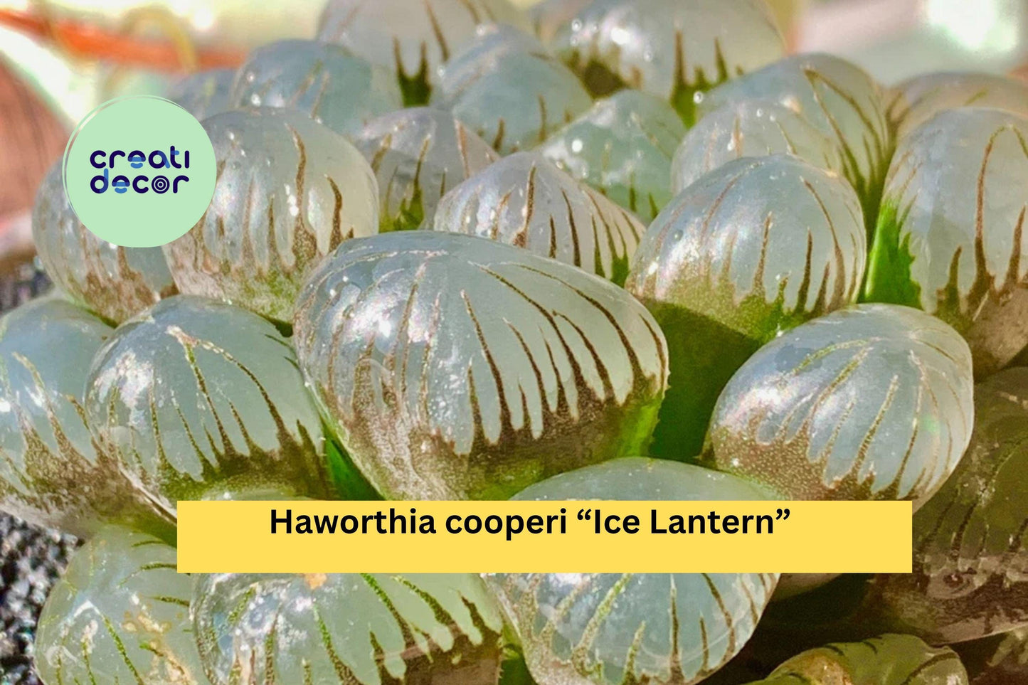 Haworthia cooperi “Ice Lantern” – Rare Live Succulent – Bare Root Transparent Leaves – Indoor Home Decor Gift