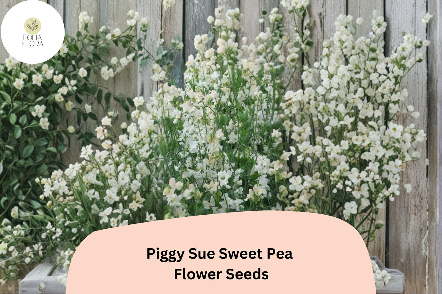 Piggy Sue Sweet Pea Seeds | Lathyrus odoratus Climbing Vine (50+ Seeds) for Garden Planting