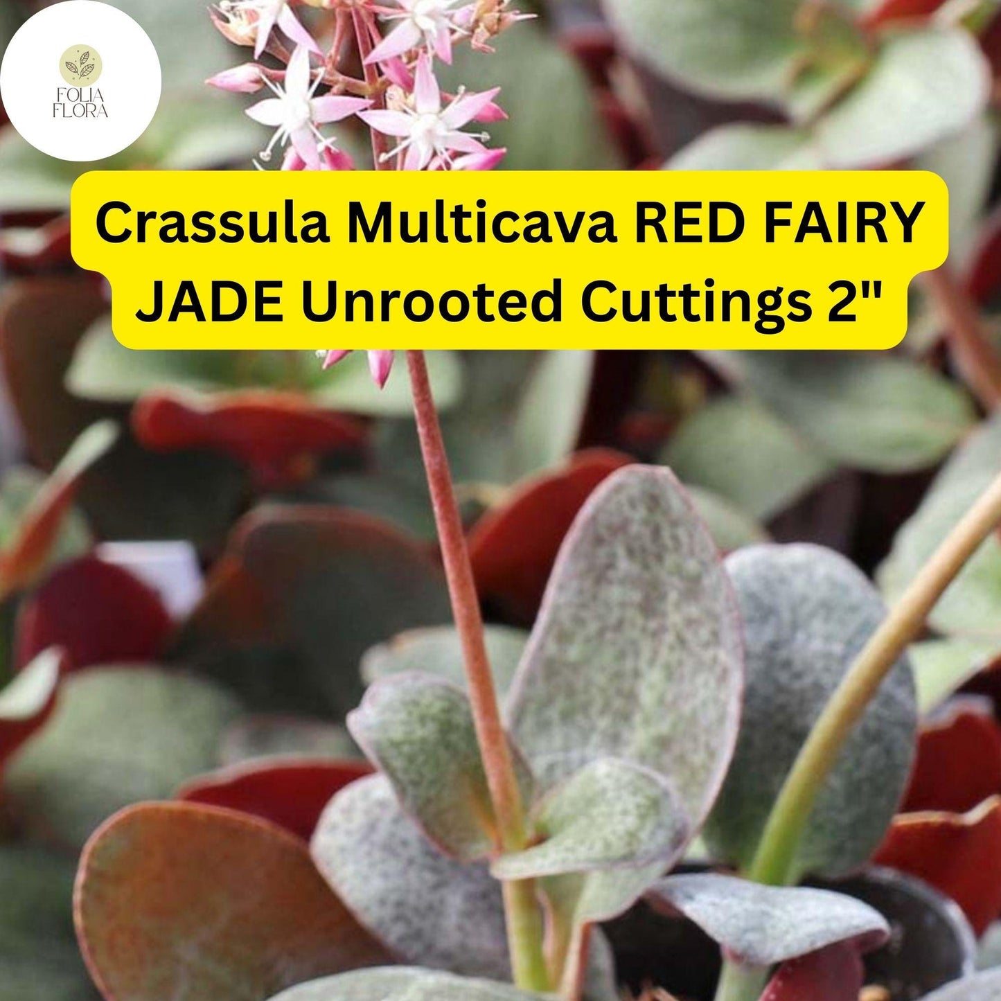 Crassula Multicava ‘Red Fairy Jade’ | 2 Unrooted 2” Cuttings | Trailing Succulent, Fast-Growing, Ground Cover, Easy-Care Houseplant