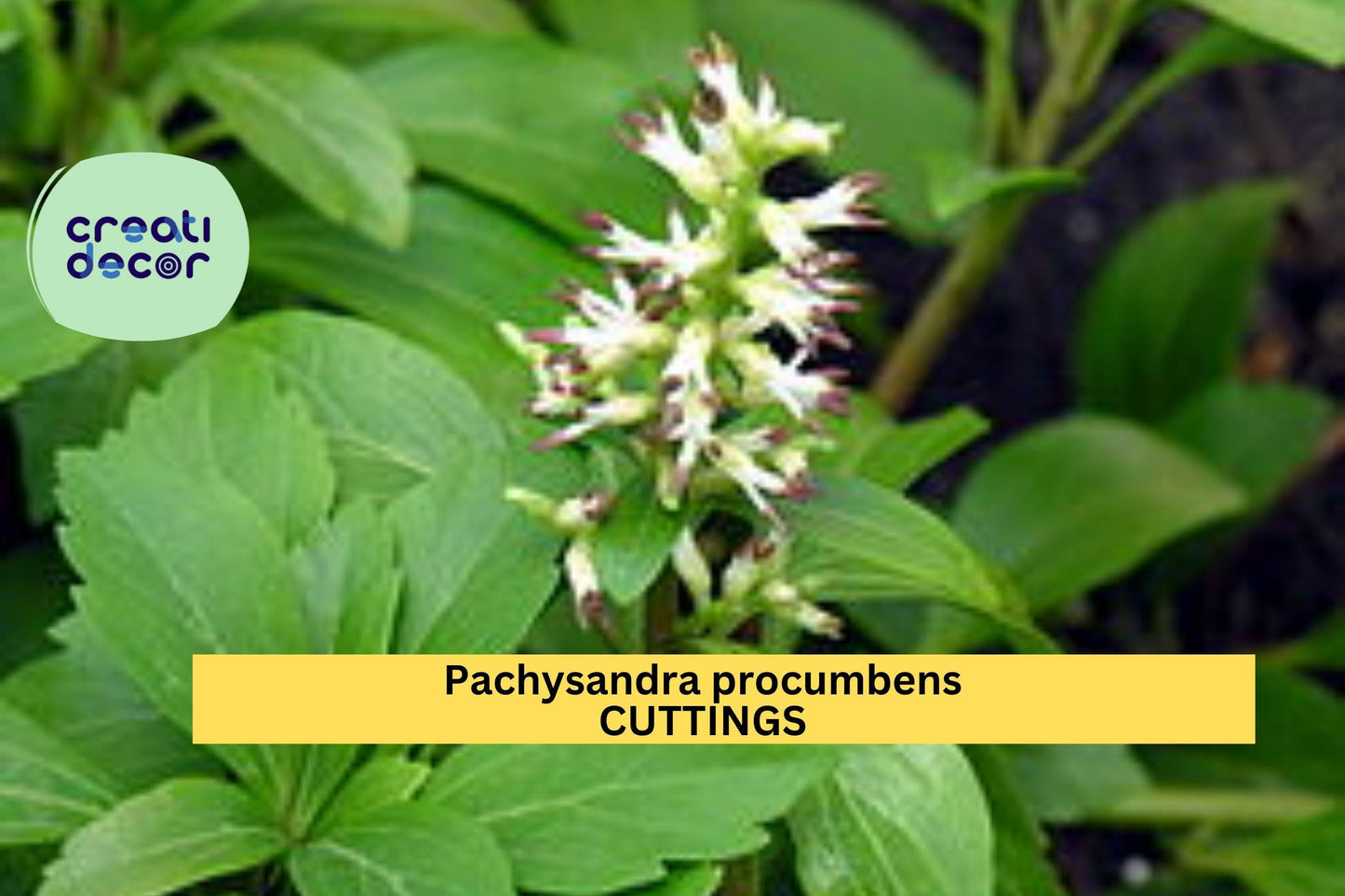 10 Pachysandra procumbens Rooted Cuttings | Native Ground Cover | Winter Hardy Shade Plant | Allegheny Spurge