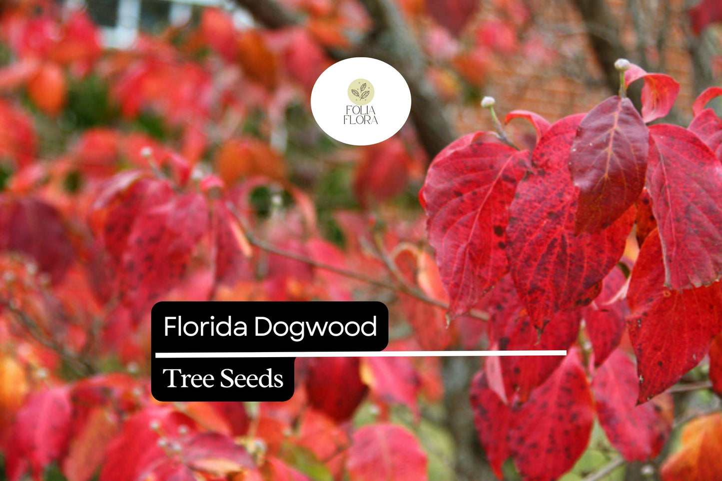 Florida Dogwood Seeds (Cornus florida) | 5 Seeds | Elegant White & Pink Blooms | Ornamental Tree