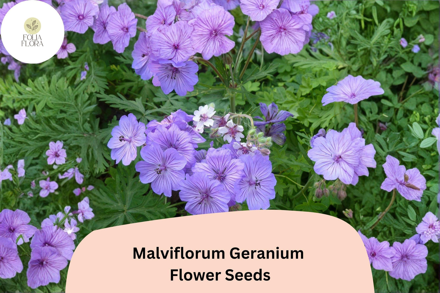 25+ Malviflorum Geranium Seeds for Garden Planting – Purple Flowers, Hardy Perennial