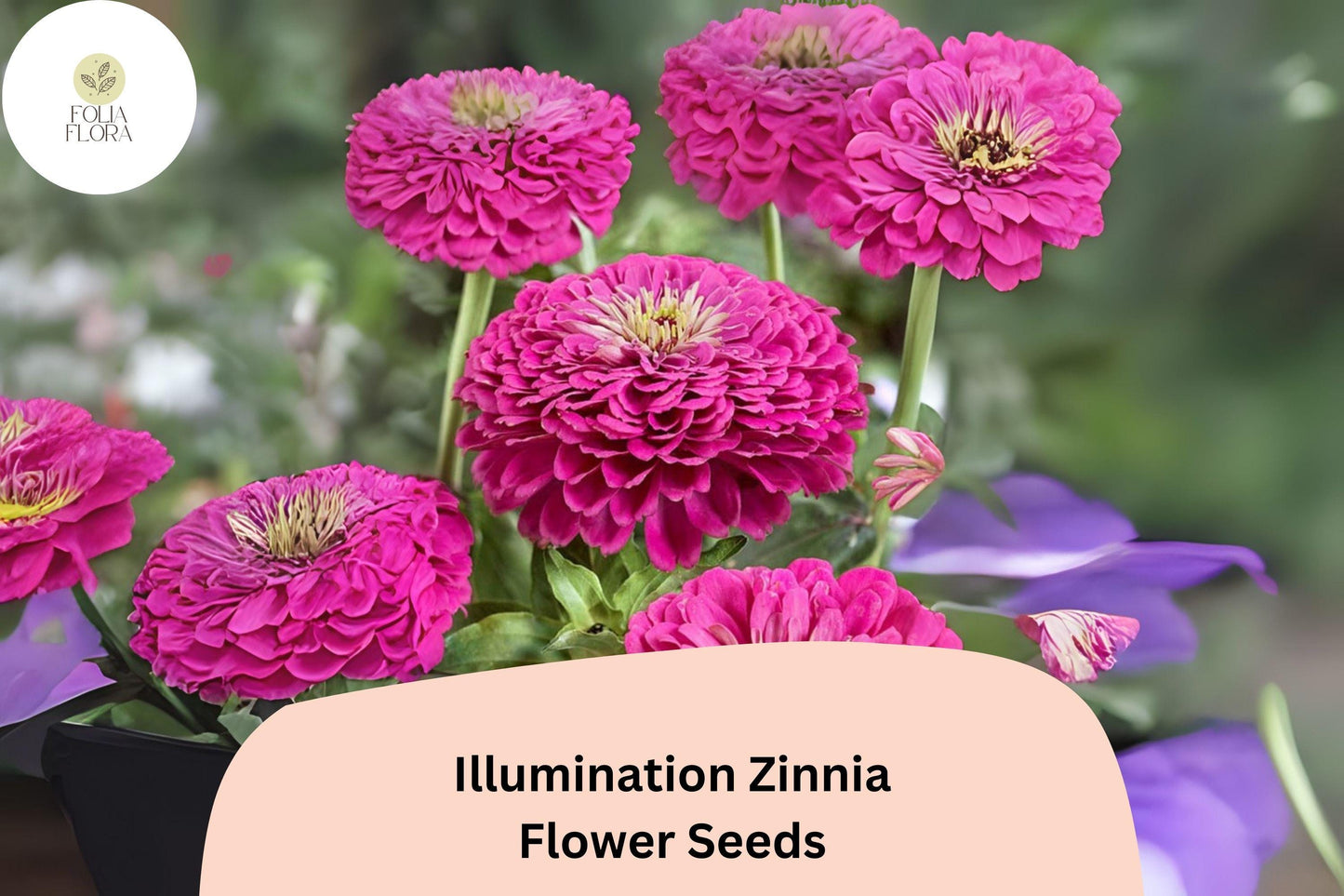 100+ Illumination Zinnia Seeds – Bright Golden-Orange Blooms for Summer Gardens & Cut Flowers