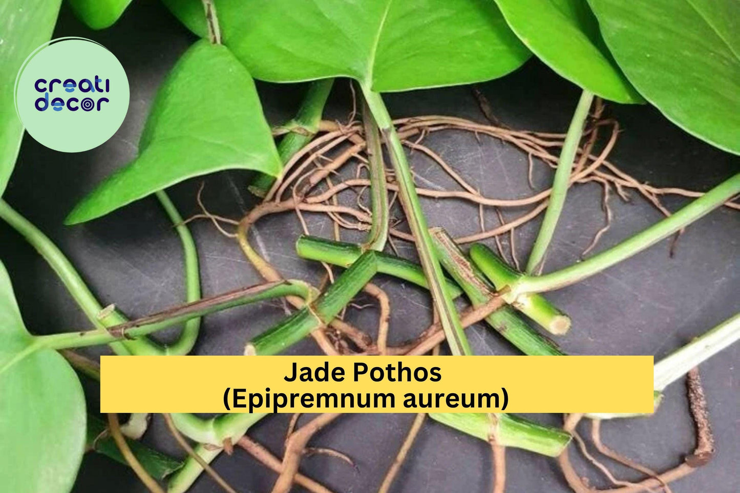 Jade Pothos – Epipremnum aureum – 10 Leaf Cuttings with Nodes & Air Roots, Easy Indoor Vining Plant for Home or Office