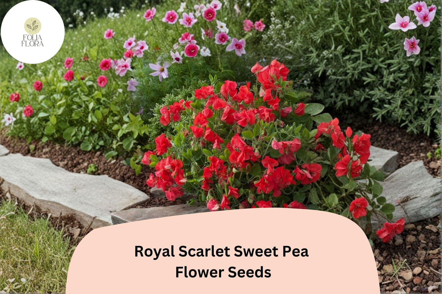 50+ Royal Scarlet Sweet Pea Seeds | Bright Red Climbing Flowers for Trellis & Garden