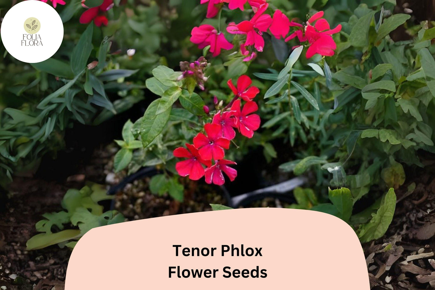 100+ Tenor Phlox Seeds – Bright Red Summer Garden Flowers, Phlox paniculata