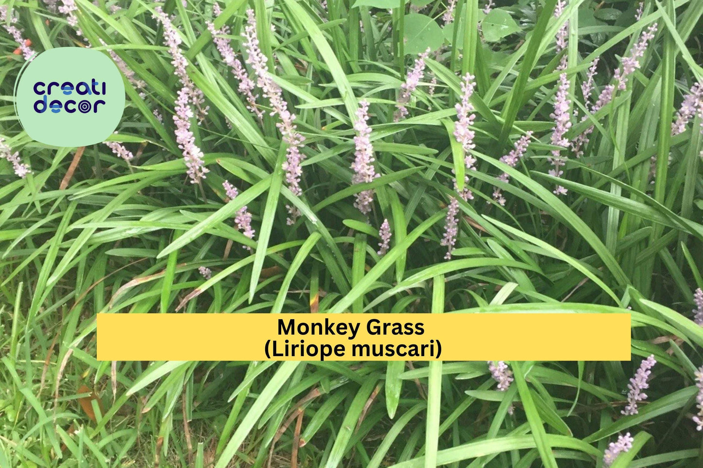 Monkey Grass Plants – 100 Bare Root Liriope muscari – Evergreen Border and Ground Cover Perennial for Landscape or Garden Edging