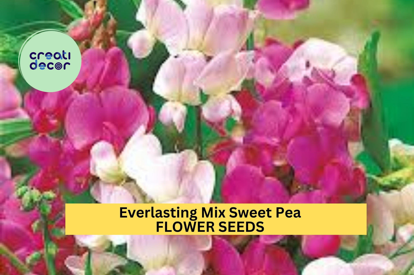 50+ Everlasting Mix Sweet Pea Seeds – Perennial Blooming Vines for Garden Planting, Colorful Climbing Flowers for Fences – USA