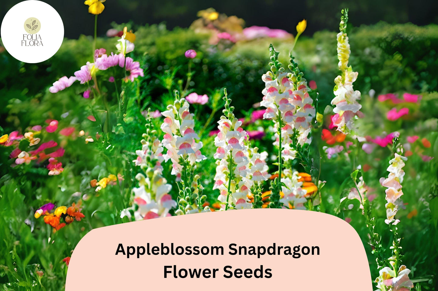Appleblossom Snapdragon Seeds (Antirrhinum majus) | 1000+ Seeds | Soft Pastel Blooms for Garden & Borders