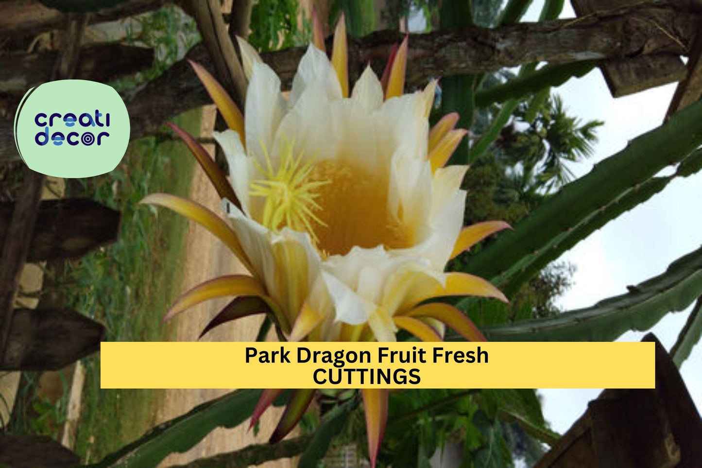 5 Park Dragon Fruit Cuttings | 8–10" Long | Self-Pollinating Variety | Hylocereus | Fresh Unrooted Starter for Tropical Garden