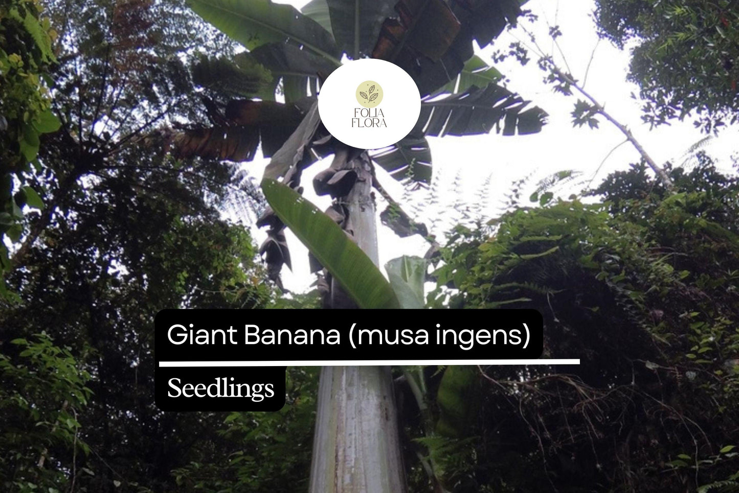 1 Seedling Largest Giant Banana Live Fruit Plant (Musa ingens)
