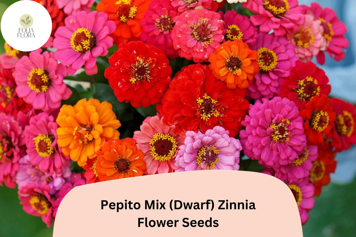 100+ Pepito Mix Zinnia Seeds – Dwarf Garden Blooms for Borders, Pots & Containers, Easy Annual Flowers