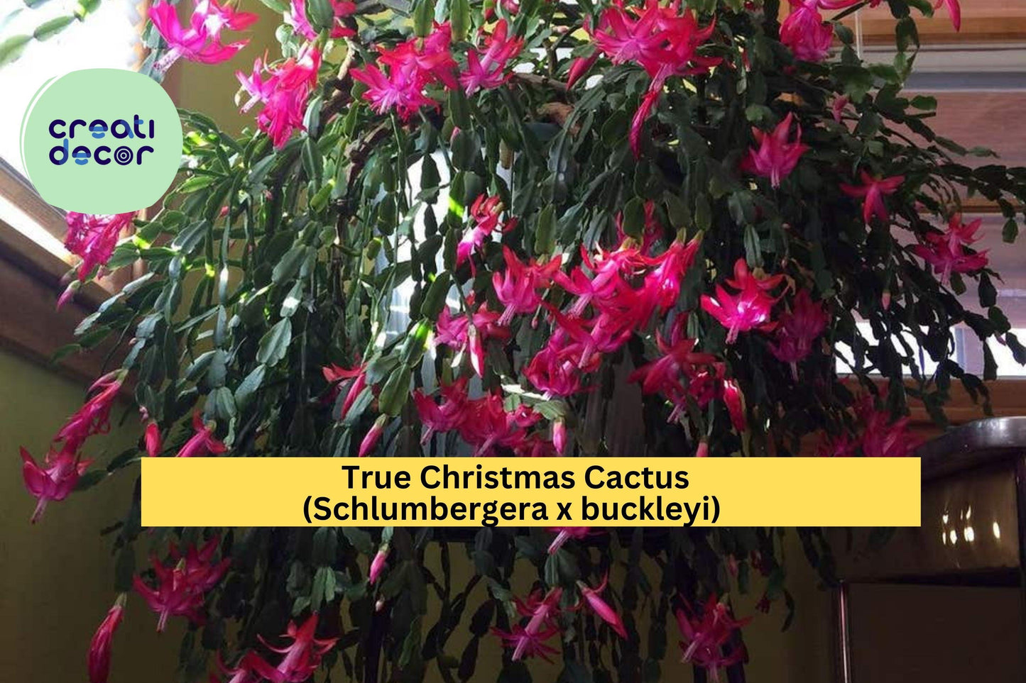 True Christmas Cactus Starter Plant – Schlumbergera x buckleyi – Classic Pink Bloom Old-Fashioned Holiday Succulent