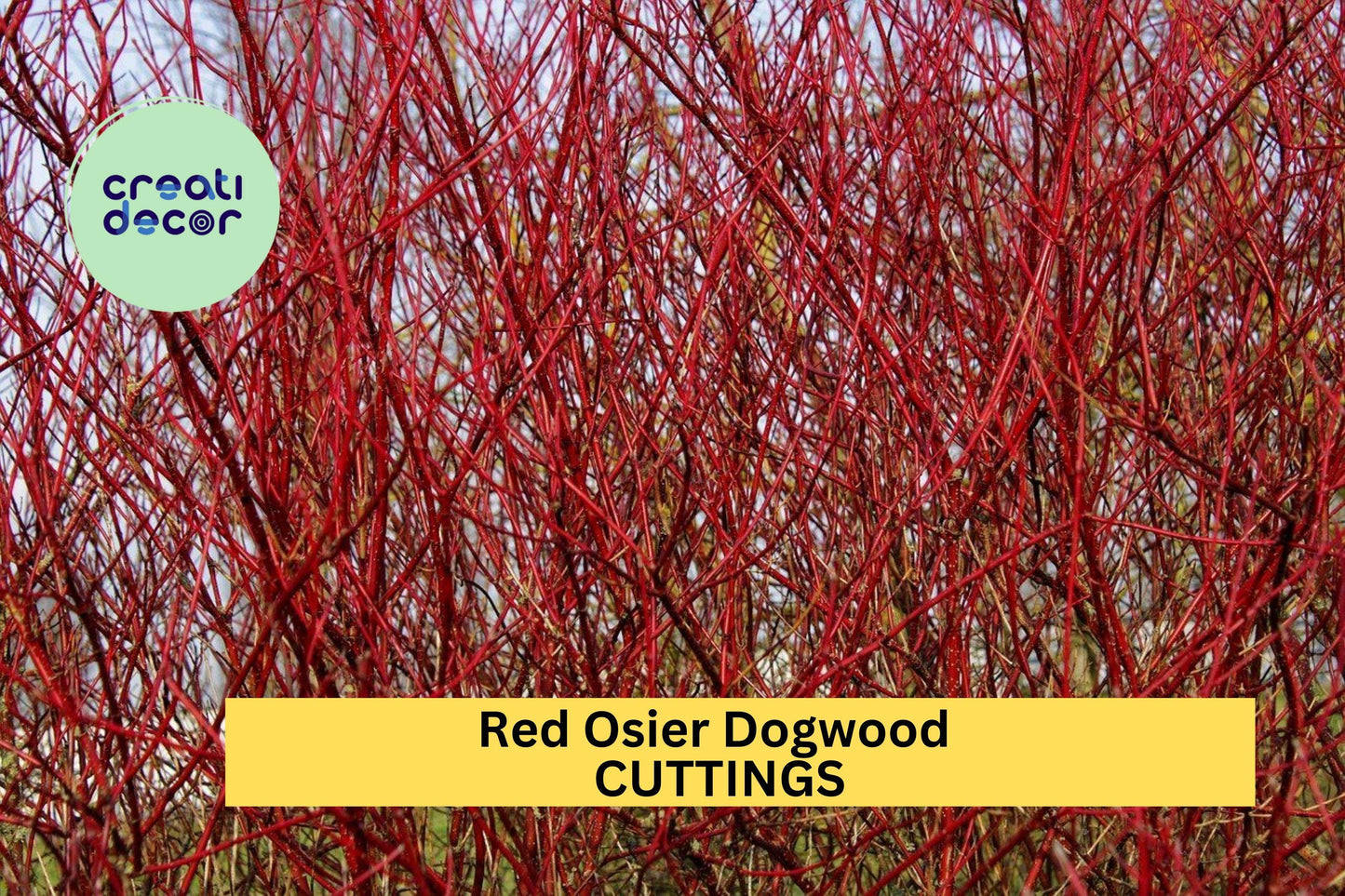 30 Red Osier Dogwood Cuttings – 10" Hardwood Stems for Propagation, Landscaping, Hedges & Wildlife Gardens – USA
