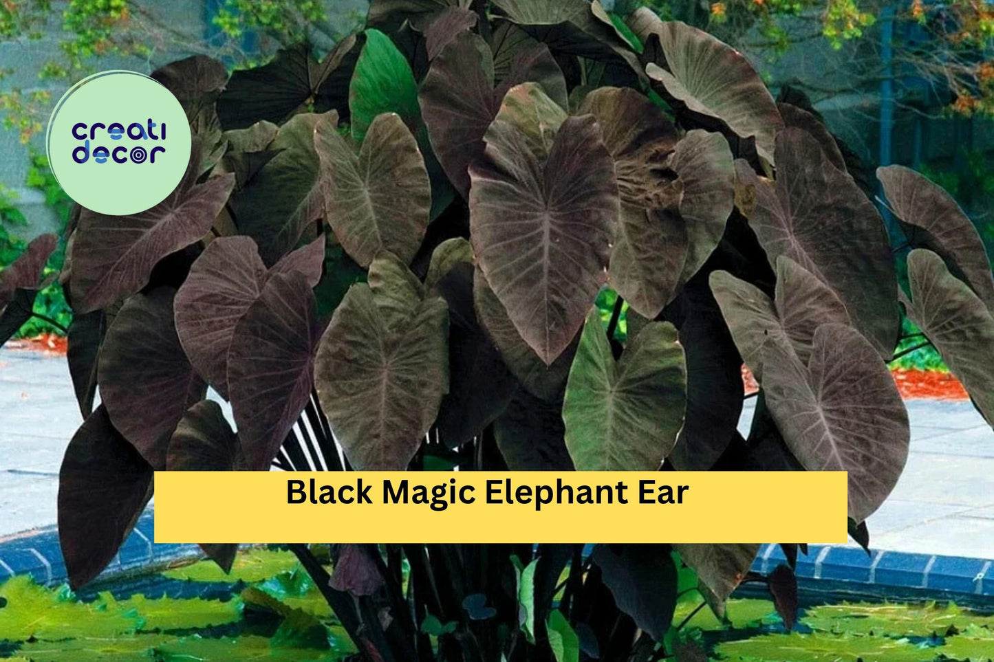 Black Magic Elephant Ear – Colocasia esculenta – Live Small Rooted Starter Plant, Tropical Foliage for Garden & Patio