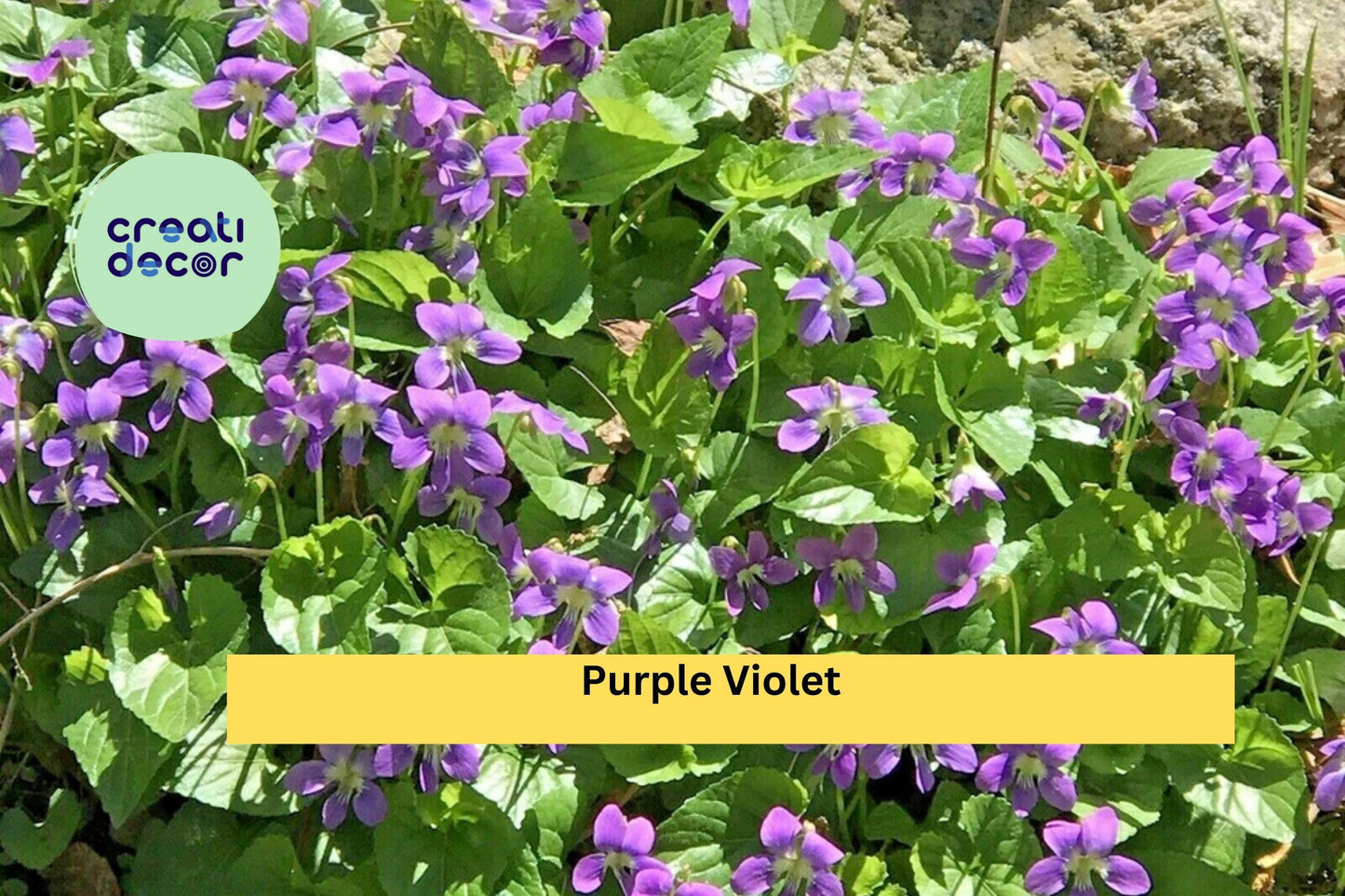 25 Bare Root Perennial Flower Starters | Purple Violet Live Plants | Viola Bulbs for Garden Beds, Borders & Cottage Landscaping