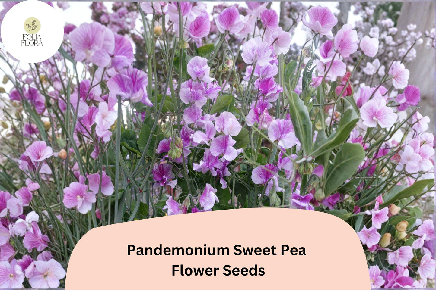 Pandemonium Sweet Pea Seeds | Lathyrus odoratus Climbing Flower Vine (50+ Seeds)