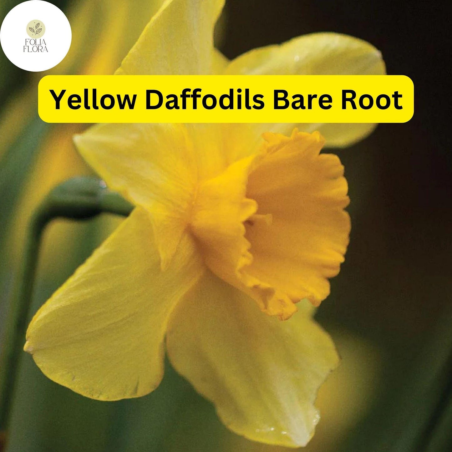 20 Live Perennial Bare Root Plants Yellow Daffodils, Narcissus Bulbs, Bright Spring Flowers