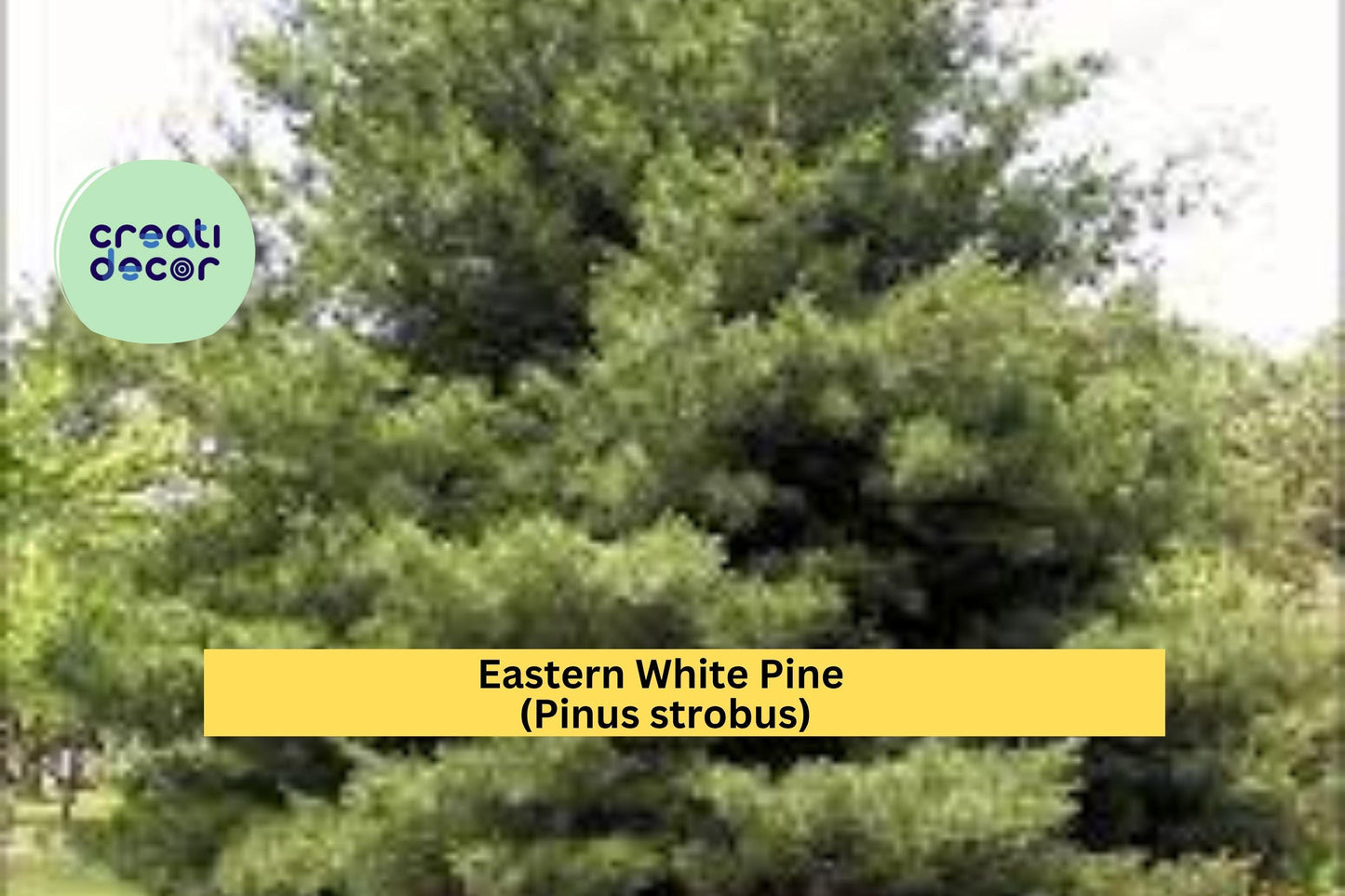 Eastern White Pine Tree Seedlings – 10 Bare Root Plants (6–16”) – Pinus strobus Hardy Evergreen from Maine