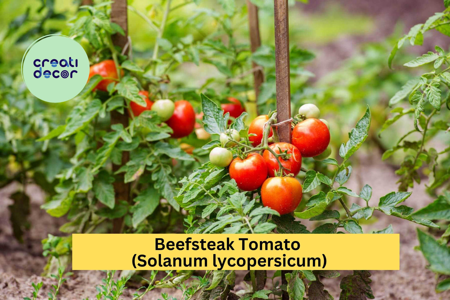 Beefsteak Tomato Live Plants | Set of 2 | 6–10" Tall Vegetables for Outdoor Garden, Patio, or Container Growing